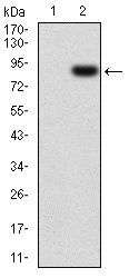 CSF1R Antibody