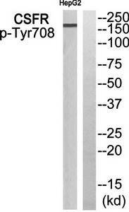 CSFR (Phospho-Tyr708) Antibody