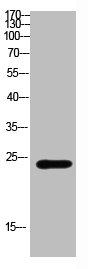 CSH1 Antibody