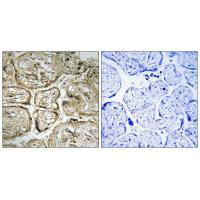 CST9L Antibody