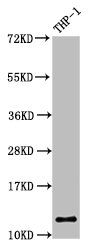 CSTA Antibody