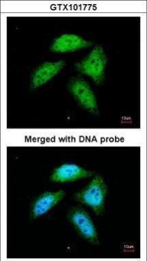 CtBP1 antibody [N3C3]