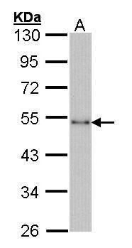 CtBP1 antibody [N3C3]