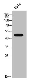 CTBP2 Antibody