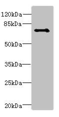 Ctcfl Antibody