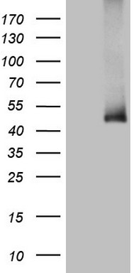 CTDSP2 Antibody