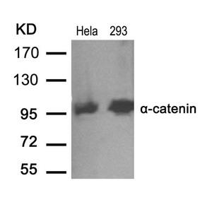 CTNNA1 Antibody