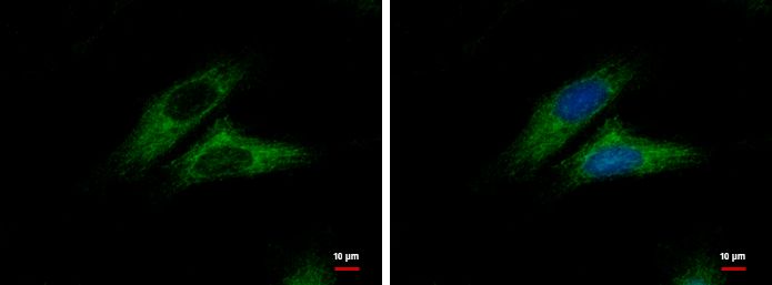 catenin alpha like 1 Antibody