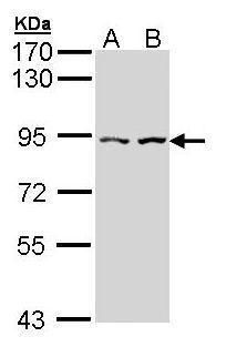 catenin alpha like 1 Antibody