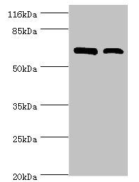 CTPS1 Antibody