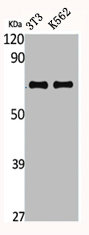 CTPS1 Antibody