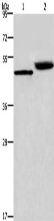 CTSE Antibody