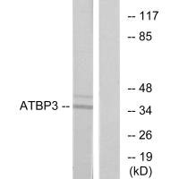 CTU1 Antibody