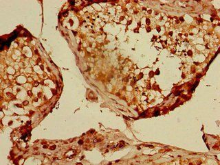 CUL2 Antibody