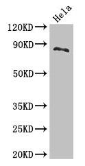 CUL2 Antibody