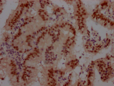 CUL3 Antibody