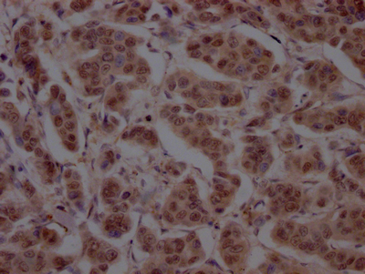 CUL3 Antibody