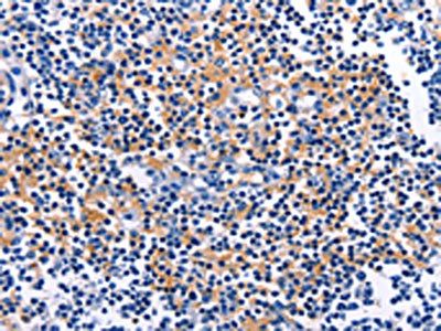 CUL5 Antibody