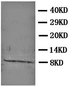 Platelet factor 4 PF4 Rabbit Polyclonal Antibody