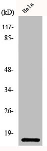 CXCL8 Antibody