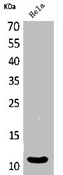 CXCL8 Antibody