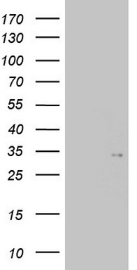 CXCR4 Antibody
