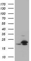 Cyclin A2 Antibody