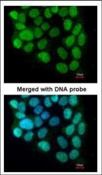 cyclin T2 Antibody