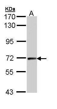 cyclin T2 Antibody