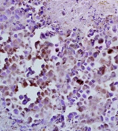 CCNA2 Rabbit Polyclonal Antibody