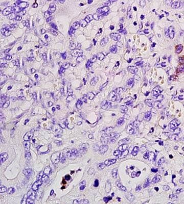 CCNA2 Rabbit Polyclonal Antibody