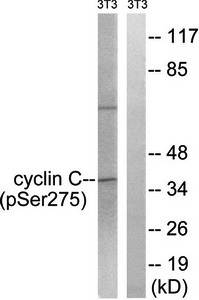 Cyclin C (Phospho-Ser275) Antibody