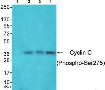 Cyclin C (Phospho-Ser275) Antibody