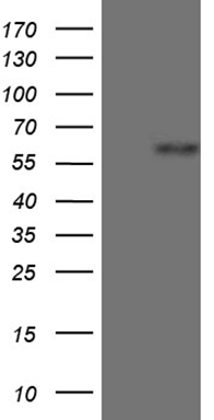 Cyclophilin F Antibody