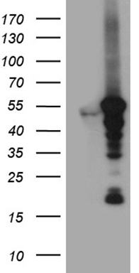 PPIF Antibody