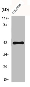 CYP11B1/CYP11B2 Antibody