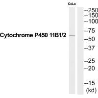 CYP11B1/CYP11B2 Antibody