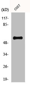 CYP1A1/CYP1A2 Antibody