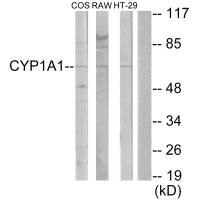 CYP1A1/CYP1A2 Antibody