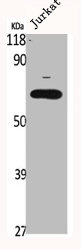 CYP1B1 Antibody