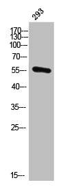 CYP21A2 Antibody