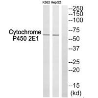 CYP2E1 Antibody