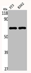CYP3A4 Antibody