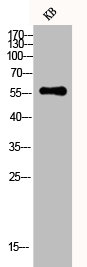 CYP3A4 Antibody