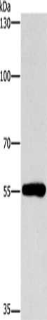 CYP46A1 Antibody