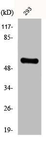 CYP8B1 Antibody