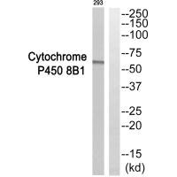 CYP8B1 Antibody