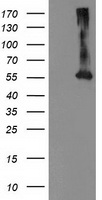 CTH Antibody