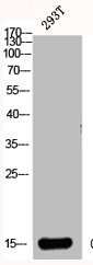 CST3 Antibody