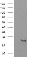 Cystatin C Antibody